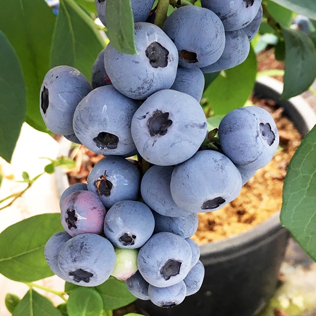 [楽天市場店限定価格] ◆グリGO!秋のガーデニング応援祭◆ ブルーベリー 苗 【レノア （サザンハイブッシ..