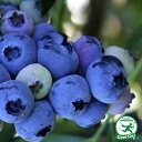 blueberry 11