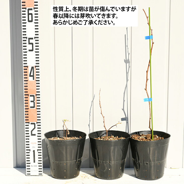 ◆送料無料◆ ブラックベリー 苗 【ソーンフリー （トゲなし）】 ポット苗 （ニーム...