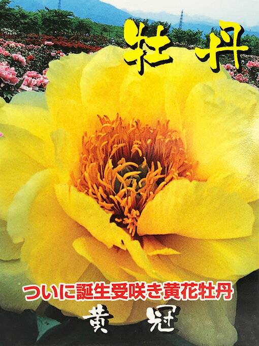 牡丹 苗 【黄冠 （おうかん）】 約0.3m 接ぎ木苗 ぼたん 品種 苗木 庭木 植木 花木 低木 洋風 和風