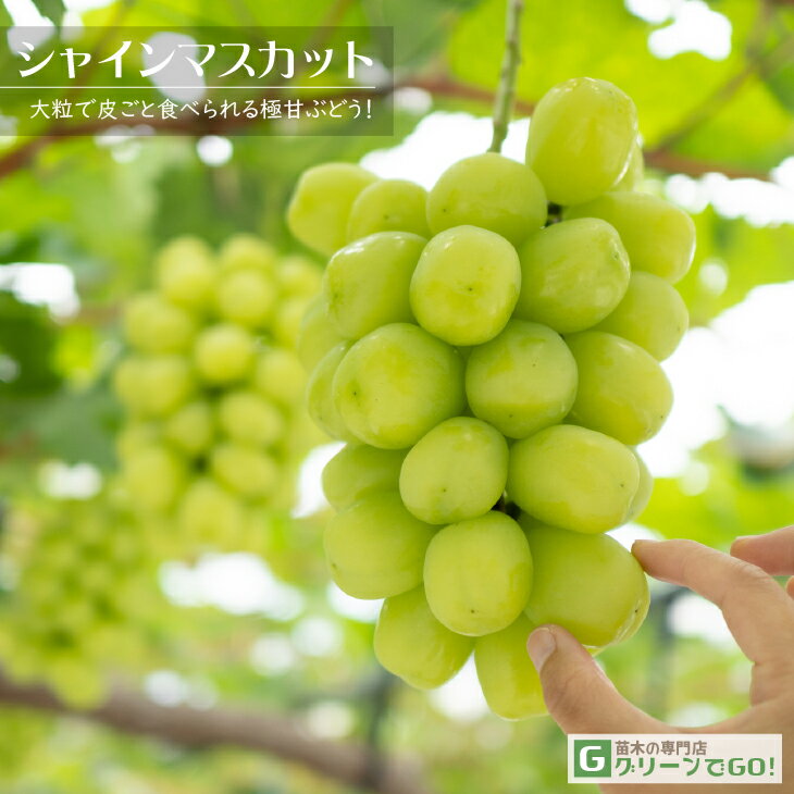 （観葉植物）果樹苗　シークワーサー　4．5～5号（1鉢）　家庭菜園