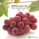 ぶどう 苗木 【紅伊豆 (べにいず) 三沢系】 3年生 ウイルスフリー 接ぎ木 約1.1m 大苗 葡萄 ぶどうの木 通販 果樹 接木 苗 落葉樹 つる性植物