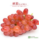 ぶどう 苗木 【秋鈴 (しゅうれい)】 1年生 ウイルスフリー 接ぎ木 ポット苗 葡萄 ぶどうの木 通販 果樹 接木 苗 落葉樹 つる性植物