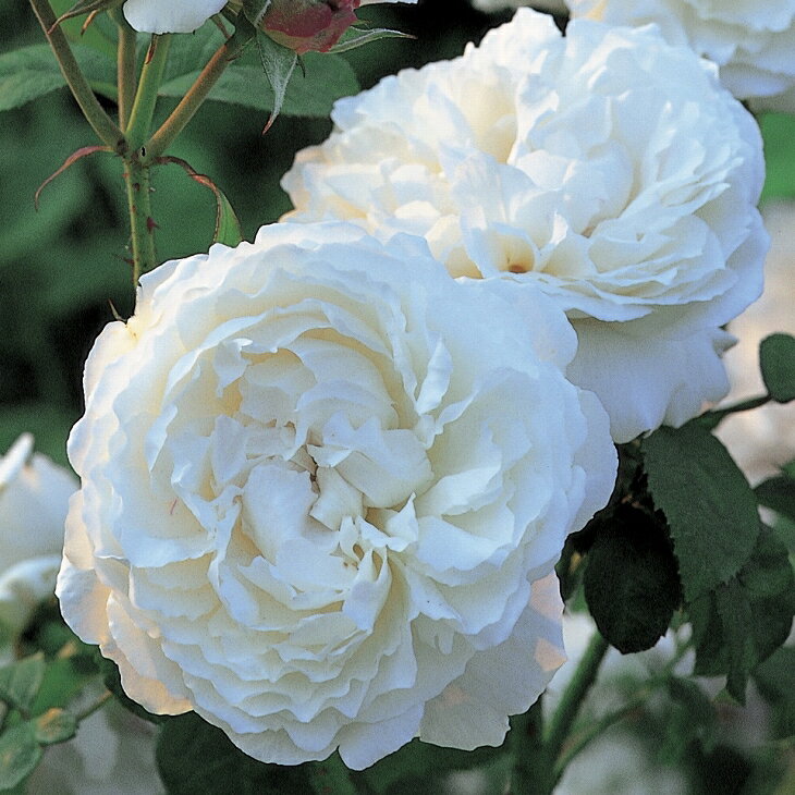 ◆送料無料◆ ◇開花後強剪定株 花芽なし◇ バラ 苗 イングリッシュローズ 【ウィンチェスター キャシードラル 大輪 返り咲き】 2年生 接ぎ木大苗 （ニーム小袋付き） 6リットル 鉢植え 薔薇 ローズ バラ の 苗 ※北海道・沖縄は送料無料適用外です。のサムネイル