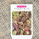 セージ 苗 【トリカラーセージ】 3号ポット苗 ハーブ 苗 ハーブティー 料理 庭植え