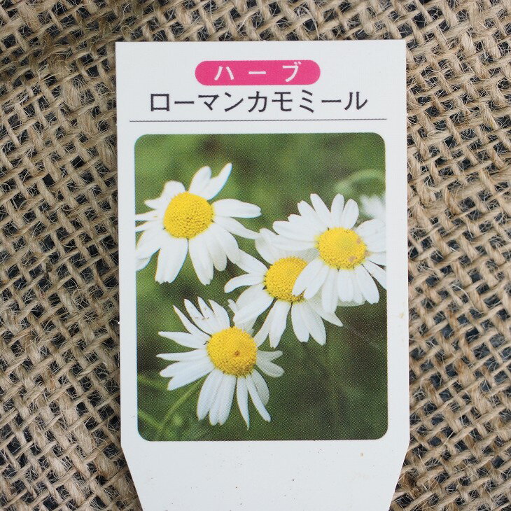 [楽天市場店限定価格] ◆グリGO!感謝祭 在庫一掃◆ カモミール 苗 【ローマンカモミール】 3号ポット苗 ハーブ 苗 ハーブティー 料理 ハーブバス ドライフラワー ポプリ 庭植え