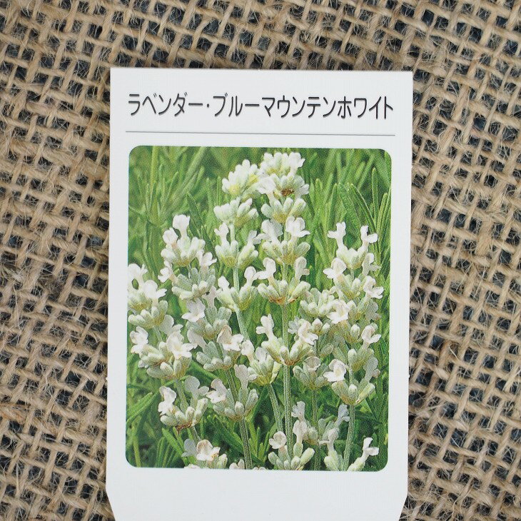 [楽天市場店限定価格] ◆グリGO!春のガーデニング応援祭◆ ラベンダー ハーブ 苗 【ブルーマウンテンホワイト】 3号ポット苗 ハーブ 苗 ハーブティー 料理 ハーブバス ドライフラワー ポプリ 庭植えのサムネイル