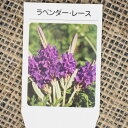 ラベンダー ハーブ 苗 【レース】 3号ポット苗 ハーブ 苗 ハーブバス ドライフラワー ポプリ 庭植え