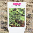 ハーブ 苗 【スープセルリー】 3号ポット苗 ハーブティー 料理 ハーブバス 庭植え