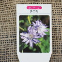 チコリ 苗 【チコリ】 3号ポット苗 ハーブ 苗 ハーブティー 料理 庭植え