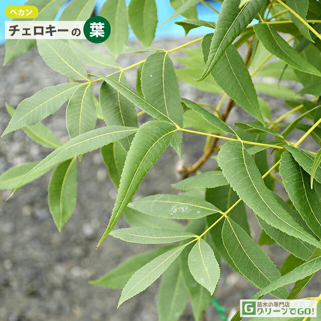 ナッツの木 苗 【ペカン （チェロキー）】 接ぎ木苗 ピーカン ナッツ 熱帯果樹 果...