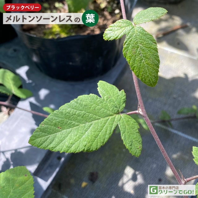 ◆送料無料◆ ブラックベリー 苗 【トゲなし メルトンソーンレス】 ポット苗 （ニー...