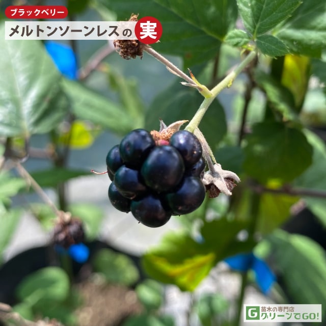 ◆送料無料◆ ブラックベリー 苗 【トゲなし メルトンソーンレス】 ポット苗 （ニー...