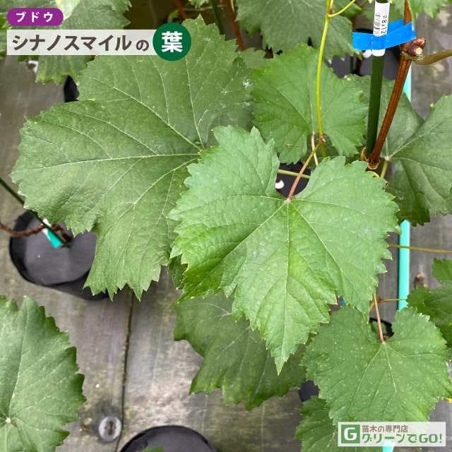 ◆送料無料◆ ぶどう 苗木 【シナノスマイル】 1年生 ウイルスフリー 接ぎ木 ポット...