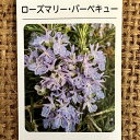 ローズマリー 苗 【バーベキュー】 3号ポット苗 ハーブ 苗 ハーブティー 料理 ハーブバス ドライフラワー ポプリ 庭植え