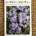 ローズマリー 苗 【スピーディー】 3号ポット苗 ハーブ 苗 ハーブティー 料理 ハーブバス ドライフラワー ポプリ 庭植え