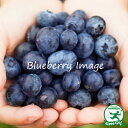 blueberry image