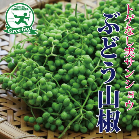 ◆送料無料◆ ■優良2年生大苗■ みかん 苗木 【大津4号】 2年生大苗 接ぎ木 （ニーム小袋付き） 蜜柑 温州 苗 常緑 果樹 柑橘 柑橘苗木 果樹苗木 ※北海道・沖縄は送料無料適用外です。