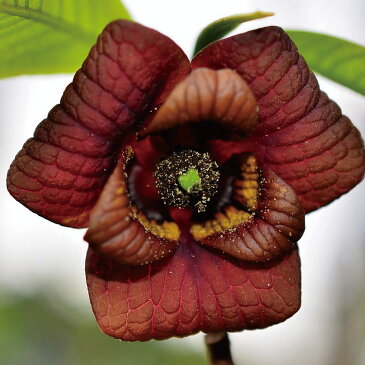 ポポー苗木 【サスケハナ】 2年生 接ぎ木苗 スリット鉢植え ポーポー 珍果 苗 果樹 果樹苗