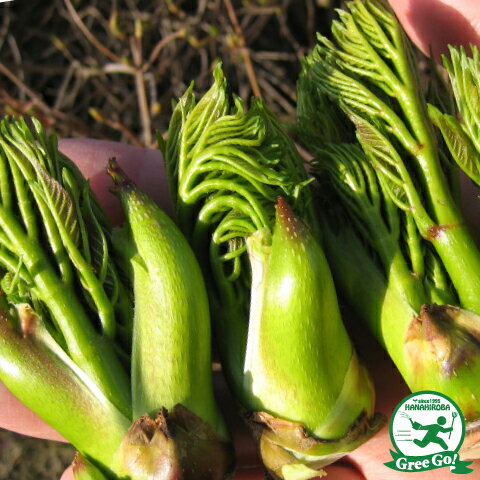 タラの芽 苗 【山菜 タラの木】 ポット苗 タランボ 苗木 野菜 野菜苗