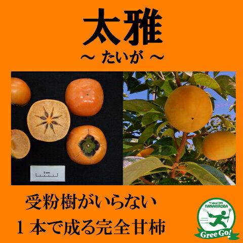 ◆送料無料◆ 柿 苗木 【完全甘柿 太雅 （たいが） ［登録品種］】 1年生 接ぎ木 ポット苗 （ニーム小袋付き） かき 苗 果樹 果樹苗 ※北海道・沖縄は送料無料適用外です。