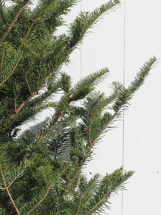 もみの木 苗 【ウラジロモミ】 約1.5m 根巻き苗 クリスマスツリー 苗木 植木 庭木 シンボルツリー 針葉樹 常緑樹 高木