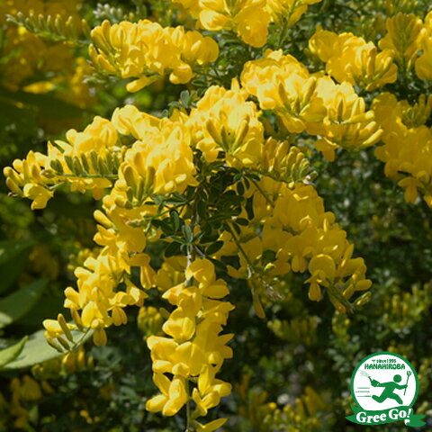 エニシダ 苗 【黄花 エニシダ】 ポット苗 苗木 植木 花木 庭木 耐寒性 落葉樹 低木