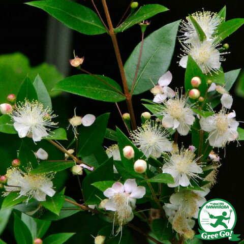 ギンバイカ マートル 苗 【ミルタス】 約0.4m ポット苗 苗木 植木 花木 庭木 生垣 目隠し ハーブ 常緑樹 低木