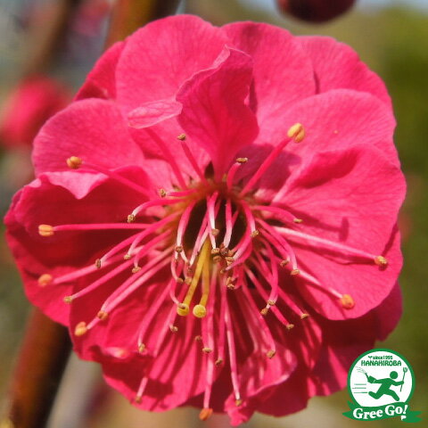 花梅 苗 【鹿児島紅梅 かごしまこうばい 】 約0.7m 接ぎ木苗 はなうめ 苗木 庭木 落葉樹 シンボルツリー