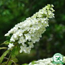 カシワバ アジサイ 苗  幼苗 柏葉アジサイ 紫陽花 品種 苗木 庭木 植木 花木 落葉樹 低木 日陰