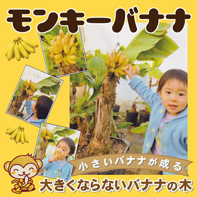 【あいかの香り】《Y台》1年生接木苗わい性台木　リンゴ※納期指定：発送予定2025年1月中旬以降順次または通常発送※[果樹苗木　林檎　りんご]