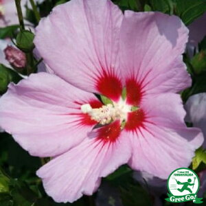 ◆送料無料◆ ムクゲ 苗 【ピンク一重】 5号ポット苗 (ニーム小袋付き) 木槿 苗木 庭木 落葉樹 シンボルツリー ※北海道・沖縄は送料無料適用外です。