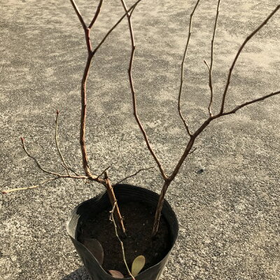 初心者 アベリアの育て方 植え付けから手入れ 挿し木までこれでバッチリ 暮らし の 初心者 アベリアの育て方 植え付けから手入れ 挿し木までこれでバッチリ 暮らし の