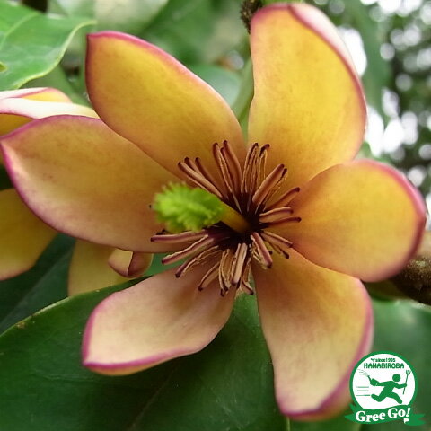 ◆送料無料◆ オガタマ 苗 【カラタネオガタマ (白花)】 約0.5m ポット苗 (ニーム小袋付き) オガタマノキ 苗木 植木 花木 庭木 常緑樹 高木 ※北海道・沖縄は送料無料適用外です。