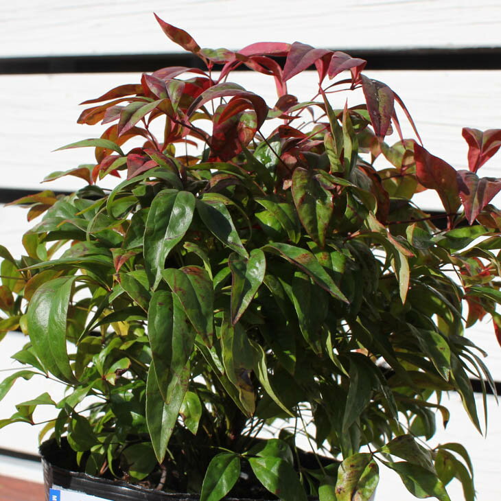 オタフクナンテンの育て方 植え方 増やし方 枯れる原因まで徹底紹介 暮らし の オタフクナンテンの育て方 植え方 増やし方 枯れる原因まで徹底紹介 暮らし の