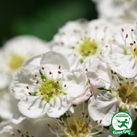 サンザシ 苗 【一重咲き ルビーサンザシ （白）】 ポット苗 山査子 サンザシの樹 苗木 植木 花木 庭木 シンボルツリー 落葉樹 中木