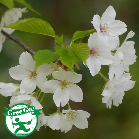 桜 苗木  1年生苗 桜の木 桜の苗木 植木 花木 庭木 シンボルツリー 記念樹 落葉樹 高木