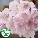 桜 苗木 【小彼岸桜 (こひがんざくら)】 1年生 接ぎ木苗 コヒガンザクラ 桜の木 桜の苗木 植木 花木 庭木 シンボルツリー 記念樹 落葉樹 高木