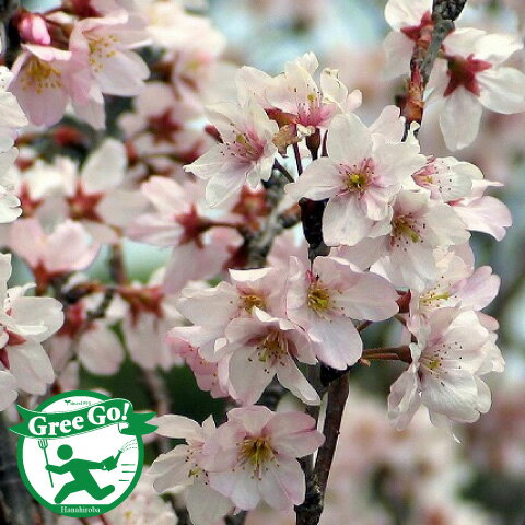 [楽天市場店限定価格] グリGO!春の在庫一掃 桜 苗木 【啓翁桜 けいおうざくら 】 1年生 接ぎ木苗 桜の木 桜の苗木 植木 花木 庭木 シンボルツリー 記念樹 落葉樹 高木