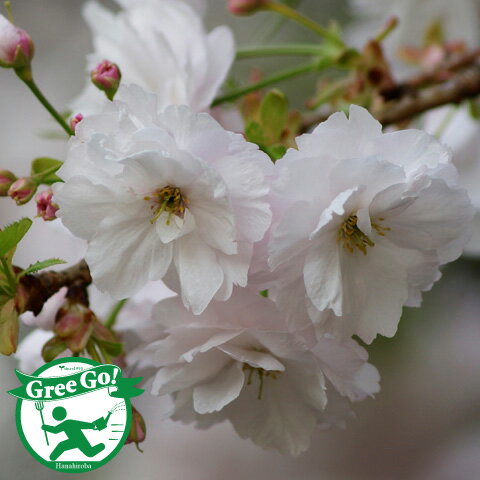 [楽天市場店限定価格] グリGO!春の在庫一掃 桜 苗木 【一葉桜 いちようざくら 】 1年生 接ぎ木苗 桜の木 桜の苗木 植木 花木 庭木 シンボルツリー 記念樹 落葉樹 高木