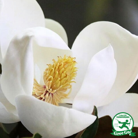 タイサンボク 苗 【リトルジェム （矮性）】 幼苗 泰山木 大山木 苗木 植木 花木 庭木 シンボルツリー 常緑樹 高木のサムネイル