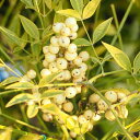 南天 苗 【白実 ナンテン 】 根巻き苗 苗木 植木 庭木 生垣 目隠し グランドカバー 紅葉 雑木 常緑樹 中木