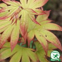 もみじ 苗木 【五月紅 (さつきべに)】 約0.7m ポット苗 カエデ 楓 苗 販売 植木 庭木 シンボルツリー 紅葉 盆栽 雑木 落葉樹 高木