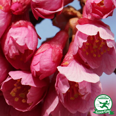 桜 苗木 【寒緋桜 （かんひざくら）】 1年生 接ぎ木苗 桜