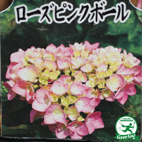 アジサイ 苗 【西洋アジサイ ローズピンクボール】 5号ポット苗 紫陽花 品種 苗木 庭木 植木 花木 落葉樹 低木 日陰