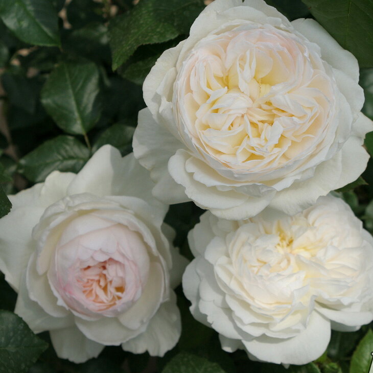 バラ苗 京成 【ボレロ (FL) 中輪 四季咲き】 2年生 接ぎ木大苗 薔薇 ローズ バラ ...