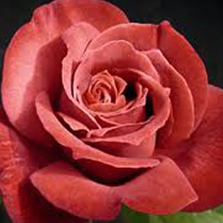 ◆予約販売（12月〜翌年1月発送）◆ バラ苗 【ブラックティー （CL） つるバラ 大輪 返り...