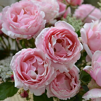 バラ 苗 デルバール 【ビエ ドゥー (HT) 大輪 四季咲き】 2年生 接ぎ木大苗 薔薇 デルパール フレンチ..