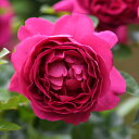 バラ 苗 デルバール 【プラリーヌ ルージュ (HT) 大輪 四季咲き】 2年生 接ぎ木大苗 薔薇 デルパール フレンチローズ