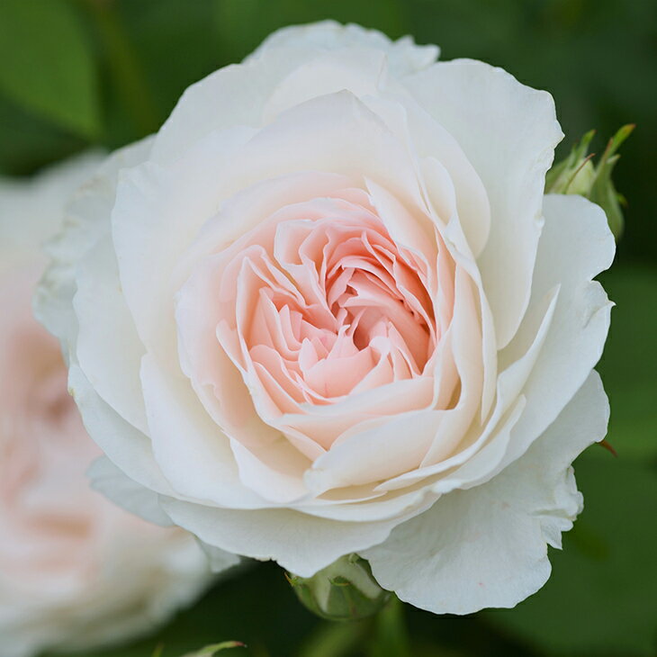 バラ 苗 ドリュ 【オーブ レジェール (HT) 大輪 四季咲き】 2年生 接ぎ木大苗 薔薇 フレンチローズのサムネイル